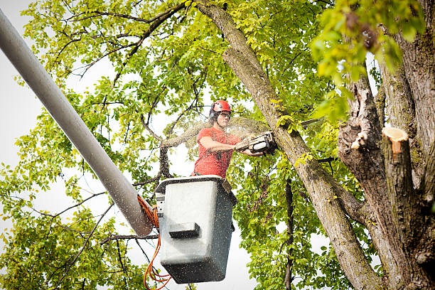 Reliable Ravenna, OH Tree Service Solutions